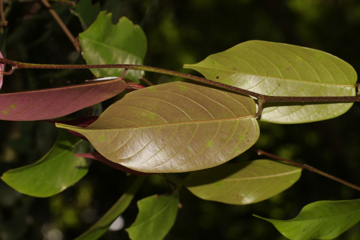 Doona cordifolia Thwaites